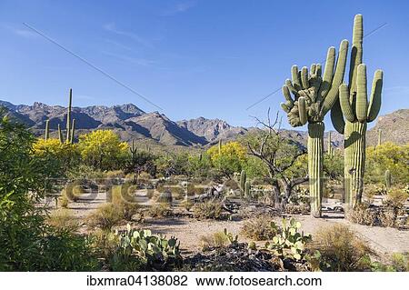 Cactus landscape with giant mutant Saguaro cactuses (Carnegiea gigantea), mountains behind, Sonoran Desert, Tucson, Arizona, USA View Large Photo Image Stock Image - Cactus landscape with giant mutant Saguaro cactuses (Carnegiea gigantea), mountains behind, Sonoran Desert, Tucson, Arizona, USA. Fotosearch