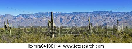 Cactus landscape with Saguaro cactuses (Carnegiea gigantea), mountains behind, panorama, Sonoran Desert, Tucson, Arizona, USA View Large Photo Image Picture - Cactus landscape with Saguaro cactuses (Carnegiea gigantea), mountains behind, panorama, Sonoran Desert, Tucson, Arizona, USA. Fotosearch
