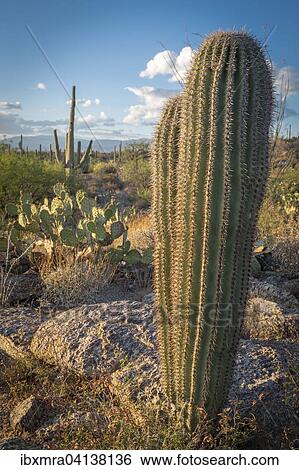 Stock Photograph - Cactus landscape with young Saguaro cactuses (Carnegiea gigantea) and Engelmann's Prickly Pear Cactus (Opuntia engelmannii), Sonoran Desert, Tucson, Arizona, USA. Fotosearch