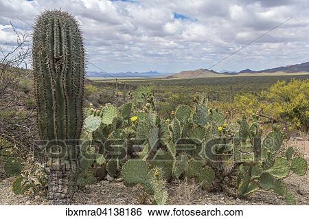 Cactus landscape with young Saguaro cactus (Carnegiea gigantea) and Engelmann's Prickly Pear Cactus (Opuntia engelmannii), mountains behind, Sonoran Desert, Tucson, Arizona, USA View Large Photo Image Stock Photograph - Cactus landscape with young Saguaro cactus (Carnegiea gigantea) and Engelmann's Prickly Pear Cactus (Opuntia engelmannii), mountains behind, Sonoran Desert, Tucson, Arizona, USA. Fotosearch