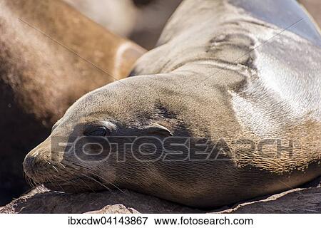 California sea lion (Zalophus californianus), Monterey docks, Municipal Wharf 2, Monterey, California, USA View Large Photo Image Stock Photo - California sea lion (Zalophus californianus), Monterey docks, Municipal Wharf 2, Monterey, California, USA. Fotosearch