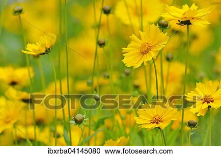 Calliopsis or tickseed (Coreopsis), Germany, Europe View Large Photo Image Stock Image - Calliopsis or tickseed (Coreopsis), Germany, Europe. Fotosearch
