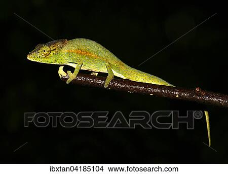 Picture - Calumma glawi chameleon, Ranomafana, Madagascar, Africa. Fotosearch
