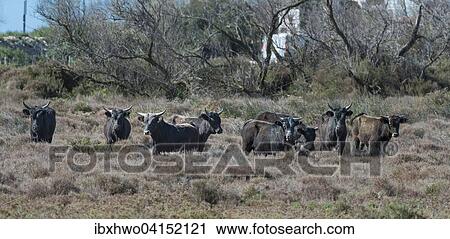 Camargue cattle, free-living herd, Saintes-Maries-de-la-Mer, Provence-Alpes-Cote d'Azur, France, Europe View Large Photo Image Stock Image - Camargue cattle, free-living herd, Saintes-Maries-de-la-Mer, Provence-Alpes-Cote d'Azur, France, Europe. Fotosearch