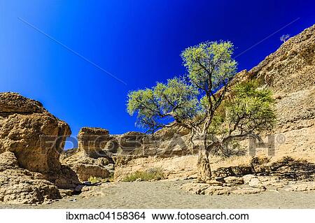 Picture - Camel thorn (Acacia erioloba) in Sesriem Canyon, Namib-Naukluft National Park, Namibia, Africa. Fotosearch