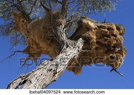 Camel Thorn tree (Vachellia erioloba) with a weaver birds nest, Namibia, Africa View Large Photo Image Picture - Camel Thorn tree (Vachellia erioloba) with a weaver birds nest, Namibia, Africa. Fotosearch