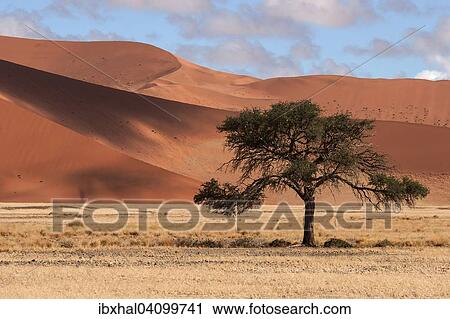Camel Thorn Tree (Vachellia erioloba), sand dunes, Sossusvlei, Namib Desert, Namib-Naukluft National Park, Namibia, Africa View Large Photo Image Stock Image - Camel Thorn Tree (Vachellia erioloba), sand dunes, Sossusvlei, Namib Desert, Namib-Naukluft National Park, Namibia, Africa. Fotosearch