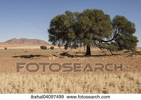 Camel Thorn tree (Vachellia erioloba) on Pad D707, Namib Naukluft Park, Namibia, Africa View Large Photo Image Stock Photo - Camel Thorn tree (Vachellia erioloba) on Pad D707, Namib Naukluft Park, Namibia, Africa. Fotosearch