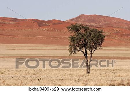 Camel Thorn tree (Vachellia erioloba) in the grassy steppe, dunes of the Namib Desert at the back, near road D707, Namibia, Africa View Large Photo Image Stock Photo - Camel Thorn tree (Vachellia erioloba) in the grassy steppe, dunes of the Namib Desert at the back, near road D707, Namibia, Africa. Fotosearch