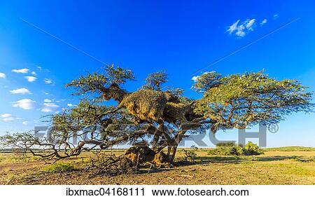 Camel thorn tree with nests of Sociable Weavers (Philetairus socius), Mariental, Kalahari Desert, Namibia, Africa View Large Photo Image Stock Image - Camel thorn tree with nests of Sociable Weavers (Philetairus socius), Mariental, Kalahari Desert, Namibia, Africa. Fotosearch