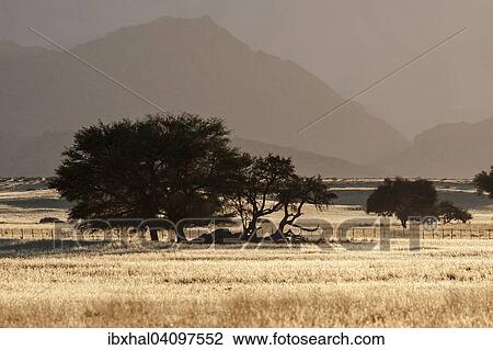 Camel Thorn trees (Vachellia erioloba) in grasslands, near Sesriem Camp, in the evening light, Sesriem, Namibia, Africa View Large Photo Image Stock Image - Camel Thorn trees (Vachellia erioloba) in grasslands, near Sesriem Camp, in the evening light, Sesriem, Namibia, Africa. Fotosearch