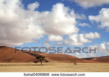 Camel thorn trees (Vachellia erioloba), sand dunes, at Dune 45, Sossusvlei, Namib Desert, Namib-Naukluft National Park, Namibia, Africa View Large Photo Image Stock Photograph - Camel thorn trees (Vachellia erioloba), sand dunes, at Dune 45, Sossusvlei, Namib Desert, Namib-Naukluft National Park, Namibia, Africa. Fotosearch