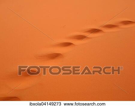 Camel tracks in the desert sand, Erg Chebbi desert, near Merzouga, Morocco, Africa View Large Photo Image Stock Image - Camel tracks in the desert sand, Erg Chebbi desert, near Merzouga, Morocco, Africa. Fotosearch