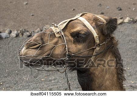 Camel wearing a muzzle, Lanzarote, Canary Islands, Spain, Europe View Large Photo Image Stock Photography - Camel wearing a muzzle, Lanzarote, Canary Islands, Spain, Europe. Fotosearch