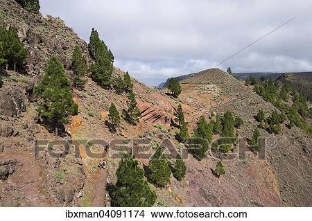Picture - Camino La Merica trail, Valle Gran Rey, La Gomera, Canary Islands, Spain, Europe. Fotosearch