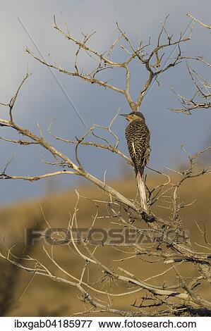 Stock Photo - Campo Flicker (Colaptes campestris) on a dry tree, Torres del Paine National Park, Chilean Patagonia, Chile, South America. Fotosearch