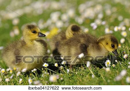 Canada Geese (Branta canadensis), three chicks on a daisy meadow, North Rhine-Westphalia, Germany, Europe View Large Photo Image Stock Image - Canada Geese (Branta canadensis), three chicks on a daisy meadow, North Rhine-Westphalia, Germany, Europe. Fotosearch