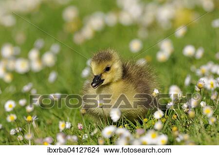 Canada Goose (Branta canadensis), chick on a daisy meadow, North Rhine-Westphalia, Germany, Europe View Large Photo Image Picture - Canada Goose (Branta canadensis), chick on a daisy meadow, North Rhine-Westphalia, Germany, Europe. Fotosearch