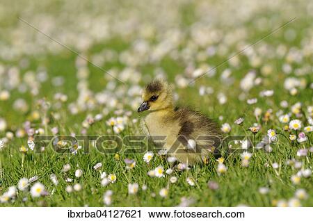 Canada Goose (Branta canadensis), chick on a daisy meadow, North Rhine-Westphalia, Germany, Europe View Large Photo Image Stock Image - Canada Goose (Branta canadensis), chick on a daisy meadow, North Rhine-Westphalia, Germany, Europe. Fotosearch