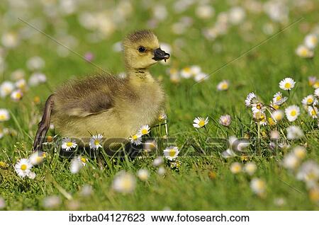 Canada Goose (Branta canadensis), chick on a daisy meadow, North Rhine-Westphalia, Germany, Europe View Large Photo Image Stock Image - Canada Goose (Branta canadensis), chick on a daisy meadow, North Rhine-Westphalia, Germany, Europe. Fotosearch