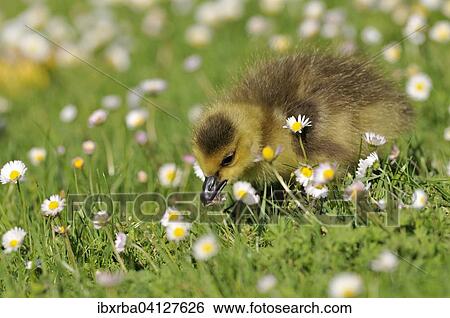 Canada Goose (Branta canadensis), chick on a daisy meadow, North Rhine-Westphalia, Germany, Europe View Large Photo Image Stock Photograph - Canada Goose (Branta canadensis), chick on a daisy meadow, North Rhine-Westphalia, Germany, Europe. Fotosearch