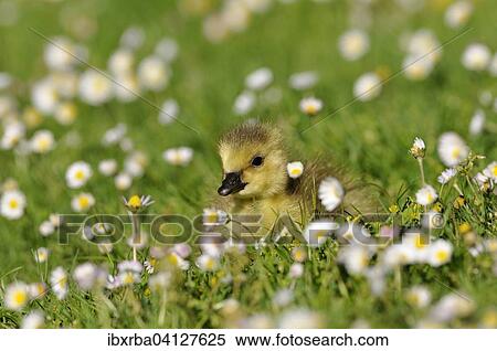 Canada Goose (Branta canadensis), chick on a daisy meadow, North Rhine-Westphalia, Germany, Europe View Large Photo Image Stock Photography - Canada Goose (Branta canadensis), chick on a daisy meadow, North Rhine-Westphalia, Germany, Europe. Fotosearch
