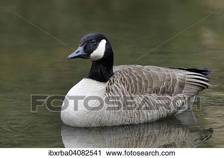 Canada Goose (Branta canadensis) on water, North Rhine-Westphalia, Germany, Europe View Large Photo Image Stock Image - Canada Goose (Branta canadensis) on water, North Rhine-Westphalia, Germany, Europe. Fotosearch