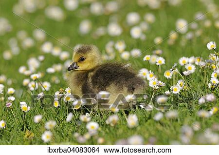 Canada Goose (Branta canadensis), chick, North Rhine-Westphalia, Germany, Europe View Large Photo Image Picture - Canada Goose (Branta canadensis), chick, North Rhine-Westphalia, Germany, Europe. Fotosearch