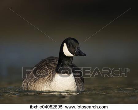 Stock Photography - Canada Goose (Branta canadensis), Moselle, Luxembourg, Europe. Fotosearch