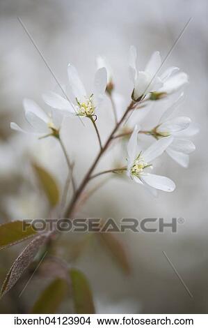 Canadian serviceberry (Amelanchier canadensis), blossoms, Lower Saxony, Germany, Europe View Large Photo Image Picture - Canadian serviceberry (Amelanchier canadensis), blossoms, Lower Saxony, Germany, Europe. Fotosearch