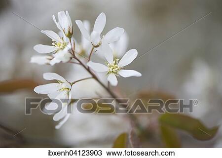 Canadian serviceberry (Amelanchier canadensis), blossoms, Lower Saxony, Germany, Europe View Large Photo Image Stock Image - Canadian serviceberry (Amelanchier canadensis), blossoms, Lower Saxony, Germany, Europe. Fotosearch