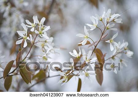 Canadian serviceberry (Amelanchier canadensis), blossoms, Lower Saxony, Germany, Europe View Large Photo Image Stock Photo - Canadian serviceberry (Amelanchier canadensis), blossoms, Lower Saxony, Germany, Europe. Fotosearch