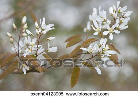 Stock Photography - Canadian serviceberry (Amelanchier canadensis), blossoms, Lower Saxony, Germany, Europe. Fotosearch