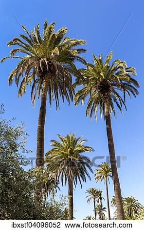 Canary Island Date Palm (Phoenix canariensis), Santa Lucia de Tirajana, Gran Canaria, Canary Islands, Spain, Europe View Large Photo Image Stock Image - Canary Island Date Palm (Phoenix canariensis), Santa Lucia de Tirajana, Gran Canaria, Canary Islands, Spain, Europe. Fotosearch