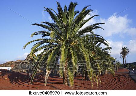 Canary Island Date Palm (Phoenix canariensis) in Yaiza, Lanzarote, Canary Islands, Canary Islands, Spain, Europe View Large Photo Image Stock Image - Canary Island Date Palm (Phoenix canariensis) in Yaiza, Lanzarote, Canary Islands, Canary Islands, Spain, Europe. Fotosearch