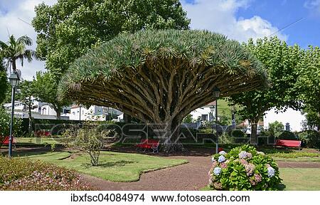 Picture - Canary Island Dragon Tree (Dracaena draco), Jardim de Florecio Terra, Horta, Faial, Azores, Portugal, Europe. Fotosearch