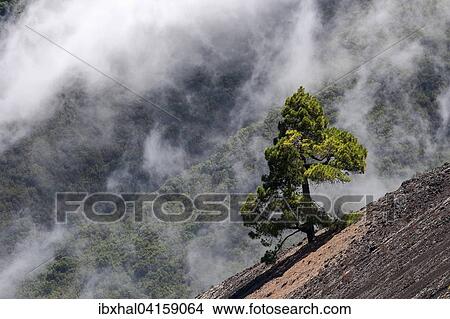 Canary Island Pine (Pinus canariensis), clouds at Cumbre Nueva behind, La Palma, Canary Islands, Spain, Europe View Large Photo Image Picture - Canary Island Pine (Pinus canariensis), clouds at Cumbre Nueva behind, La Palma, Canary Islands, Spain, Europe. Fotosearch