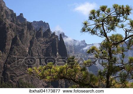 Canary Island pine (Pinus canariensis), volcanic rock behind, Caldera de Taburiente National Park, La Palma, Canary Islands, Spain, Europe View Large Photo Image Stock Photo - Canary Island pine (Pinus canariensis), volcanic rock behind, Caldera de Taburiente National Park, La Palma, Canary Islands, Spain, Europe. Fotosearch