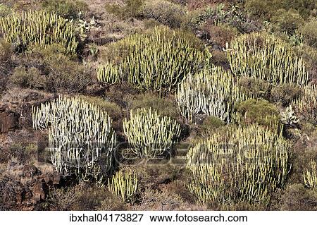 Canary Island spurges (Euphorbia canariensis), La Palma, Canary Islands, Spain, Europe View Large Photo Image Stock Photo - Canary Island spurges (Euphorbia canariensis), La Palma, Canary Islands, Spain, Europe. Fotosearch