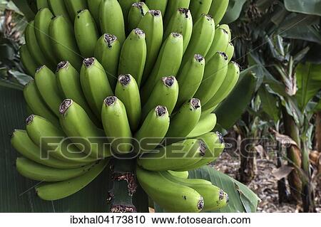 Canary Islands bananas (Musa sp. ), banana tree, La Palma, Canary Islands, Spain, Europe View Large Photo Image Stock Image - Canary Islands bananas (Musa sp. ), banana tree, La Palma, Canary Islands, Spain, Europe. Fotosearch