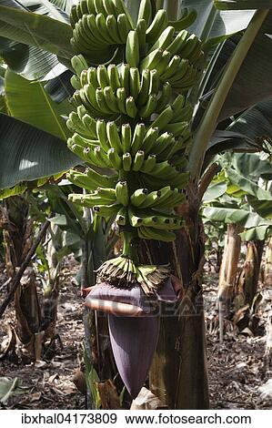 Canary Islands bananas (Musa sp. ), banana tree and inflorescence, La Palma, Canary Islands, Spain, Europe View Large Photo Image Stock Photo - Canary Islands bananas (Musa sp. ), banana tree and inflorescence, La Palma, Canary Islands, Spain, Europe. Fotosearch