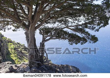 Canary Islands Juniper (Juniperus cedrus), La Merica, Valle Gran Rey, La Gomera, Canary Islands, Spain, Europe View Large Photo Image Stock Photo - Canary Islands Juniper (Juniperus cedrus), La Merica, Valle Gran Rey, La Gomera, Canary Islands, Spain, Europe. Fotosearch