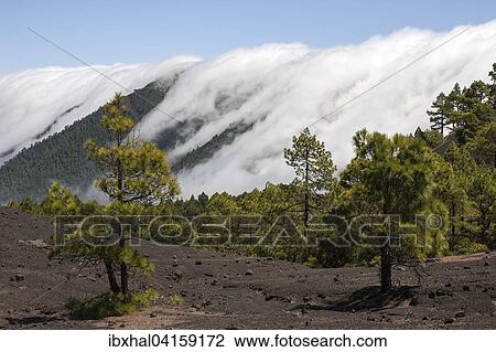 Canary Pines (Pinus canariensis) in the Parque Natural de Cumbre Vieja, a waterfall of clouds above the Cumbre Nueva behind, La Palma, Canary Islands, Spain, Europe View Large Photo Image Stock Image - Canary Pines (Pinus canariensis) in the Parque Natural de Cumbre Vieja, a waterfall of clouds above the Cumbre Nueva behind, La Palma, Canary Islands, Spain, Europe. Fotosearch
