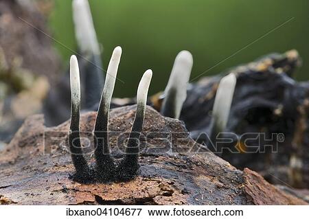 Candlestick fungus (Xylaria hypoxylon), very young, Tyrol, Austria, Europe View Large Photo Image Stock Photo - Candlestick fungus (Xylaria hypoxylon), very young, Tyrol, Austria, Europe. Fotosearch