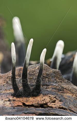 Candlestick fungus (Xylaria hypoxylon), very young, Tyrol, Austria, Europe View Large Photo Image Stock Photo - Candlestick fungus (Xylaria hypoxylon), very young, Tyrol, Austria, Europe. Fotosearch
