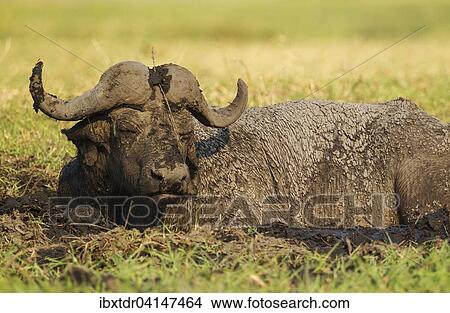 Cape Buffalo (Syncerus caffer caffer), bull enjoying a mud hole, Chobe National Park, Botswana, Africa View Large Photo Image Picture - Cape Buffalo (Syncerus caffer caffer), bull enjoying a mud hole, Chobe National Park, Botswana, Africa. Fotosearch