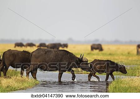 Cape Buffalo (Syncerus caffer caffer), female with calf crossing a stream in the Savuti marsh, Chobe National Park, Botswana, Africa View Large Photo Image Stock Image - Cape Buffalo (Syncerus caffer caffer), female with calf crossing a stream in the Savuti marsh, Chobe National Park, Botswana, Africa. Fotosearch