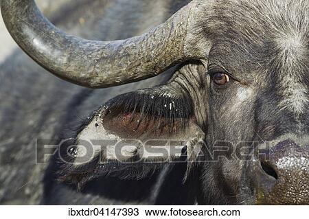 Cape Buffalo (Syncerus caffer caffer), close-up of a bull, Okavango Delta, Moremi Game Reserve, Botswana, Africa View Large Photo Image Stock Image - Cape Buffalo (Syncerus caffer caffer), close-up of a bull, Okavango Delta, Moremi Game Reserve, Botswana, Africa. Fotosearch