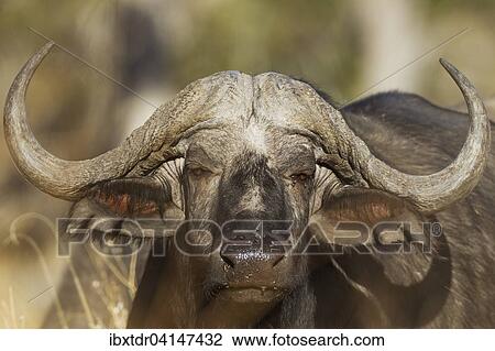Cape Buffalo (Syncerus caffer caffer), close-up of a bull, Okavango Delta, Moremi Game Reserve, Botswana, Africa View Large Photo Image Stock Image - Cape Buffalo (Syncerus caffer caffer), close-up of a bull, Okavango Delta, Moremi Game Reserve, Botswana, Africa. Fotosearch