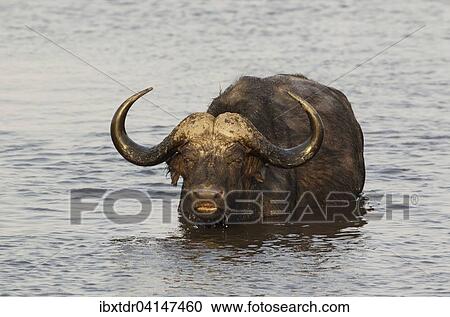 Cape Buffalo (Syncerus caffer caffer), bull just swam through the Chobe River, Chobe National Park, Botswana, Africa View Large Photo Image Stock Image - Cape Buffalo (Syncerus caffer caffer), bull just swam through the Chobe River, Chobe National Park, Botswana, Africa. Fotosearch